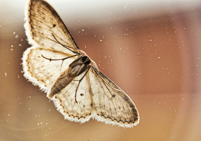 A moth on a window.